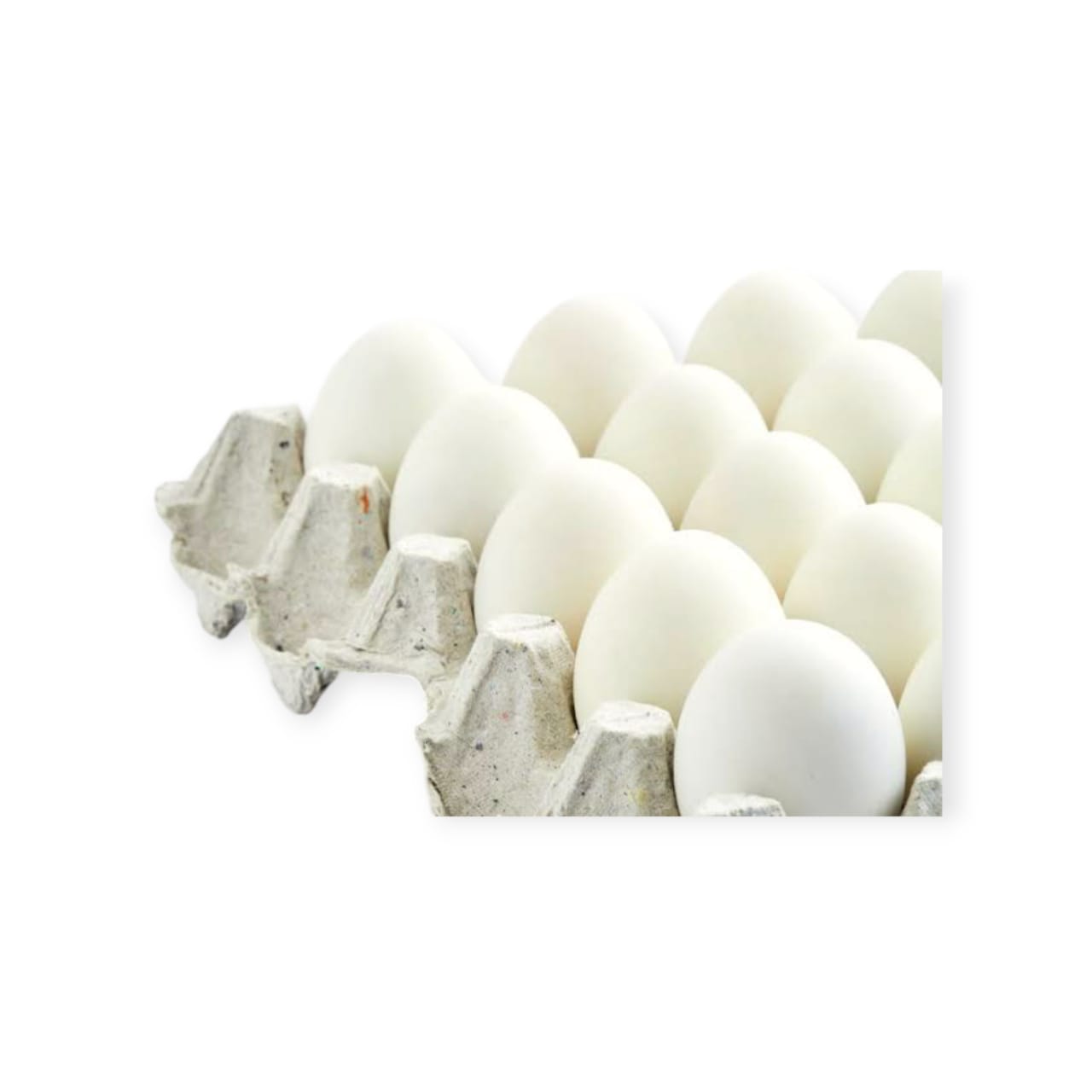 EGG